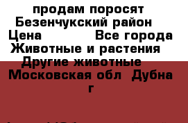 продам поросят .Безенчукский район  › Цена ­ 2 500 - Все города Животные и растения » Другие животные   . Московская обл.,Дубна г.